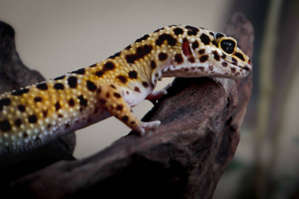 istock close up of a pet leopard gecko with blurred background 2167137609
