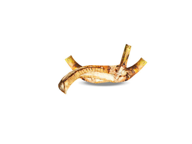 istock Althaea officinalis or marsh mallow roots 2167137616