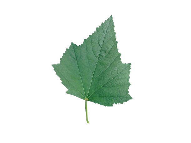 istock Althaea officinalis or marsh mallow leaves 2167137894
