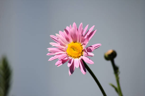 Pink flower. Macro photo.