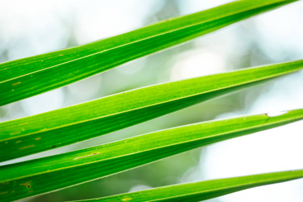 Close up green leaf in garden, blur background
