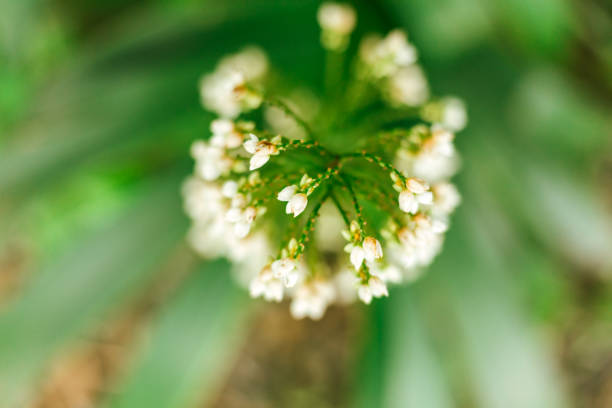 Tuberose also known as Agave amica flower buds in selective focus with green blurred background.