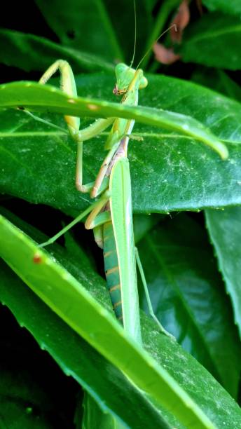 istock Praying mantis camouflaged in bush. 2167143441
