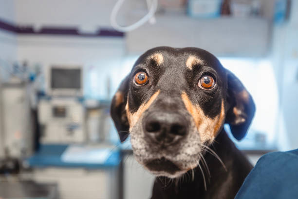 Portrait of frightened dog looking camera before medical exam in veterinary clinic.