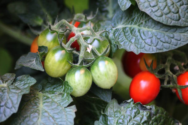 istock Smal green and red baby tomatoes 2167144424