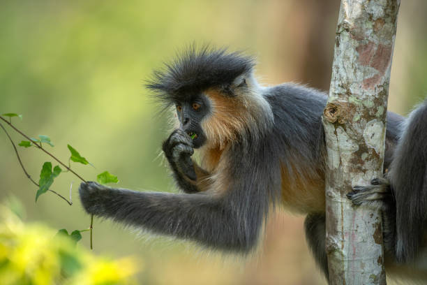 istock Capped langur feeding on tender green leaves of a creeper while holding onto a tree trunk at Manas National Park, Assam, India 2167145391