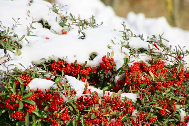istock Red berries in the snow. 2167146671