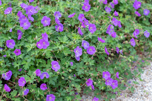 Почвопокровные многолетники Почвопокровные многолетники