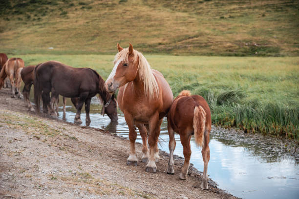 istock In a serene valley, horses peacefully graze on lush grass and drink from a clear stream. Surrounded by towering mountains and open meadows, this scene captures the essence of nature's tranquility and wild beauty. 2167149874