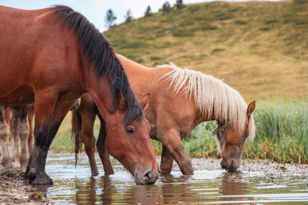 istock In a serene valley, horses peacefully graze on lush grass and drink from a clear stream. Surrounded by towering mountains and open meadows, this scene captures the essence of nature's tranquility and wild beauty. 2167149878