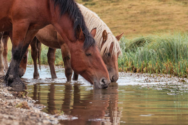 istock In a serene valley, horses peacefully graze on lush grass and drink from a clear stream. Surrounded by towering mountains and open meadows, this scene captures the essence of nature's tranquility and wild beauty. 2167149883