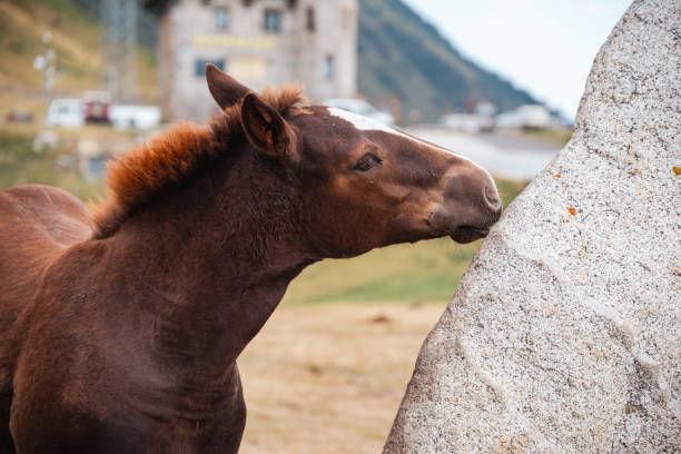 In a serene valley, horses peacefully graze on lush grass and drink from a clear stream. Surrounded by towering mountains and open meadows, this scene captures the essence of nature's tranquility and wild beauty.