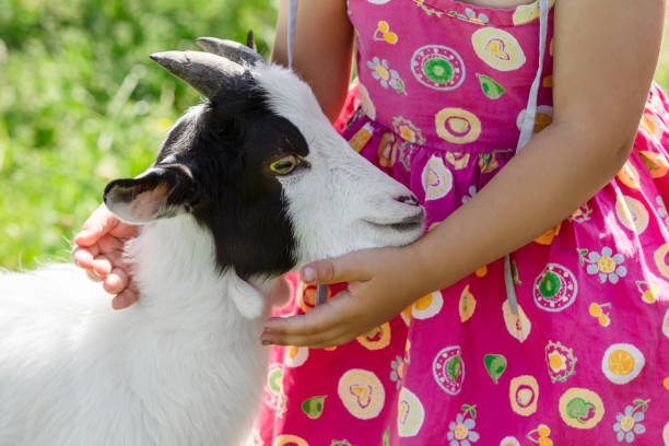 istock Goat in Child Hands 2167153995