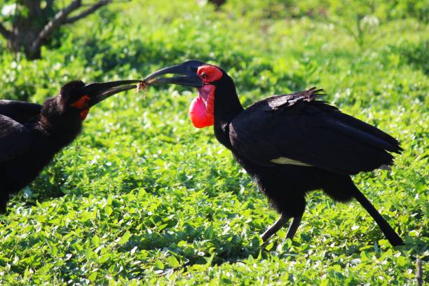 istock Ground Hornbill sharing food 2167154273