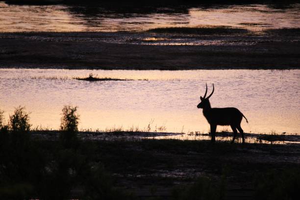 istock waterbuck in the river in silhouette 2167154279