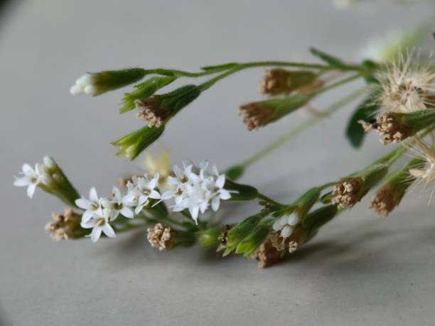istock stevia flower - herbal plant 2167155145