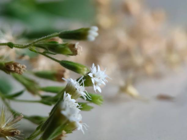 istock stevia flower - herbal plant 2167155162