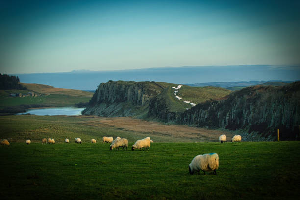 istock Serene landscape with sheep grazing on green fields, rocky cliffs, and a distant water stream under a soft blue sky at Sycamore Gap, Northumberland, UK. 2167156159