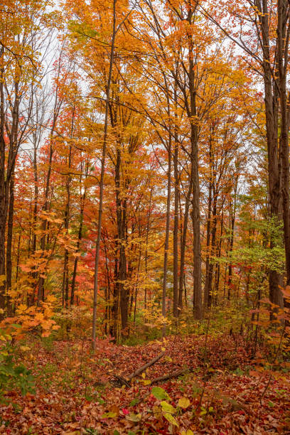 istock Nature's canvas ablaze with red and orange foliage 2167156419