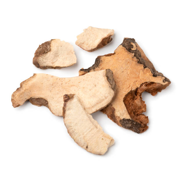 istock Dried tuckahoe, China root, roots close up on white background 2167157821