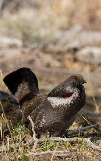 istock Spruce Grouse in Springtime in Wyoming 2167157901