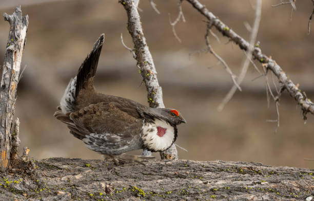 istock Spruce Grouse in Springtime in Wyoming 2167157990