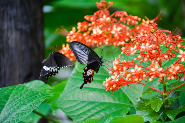 A beautiful butterfly in the garden