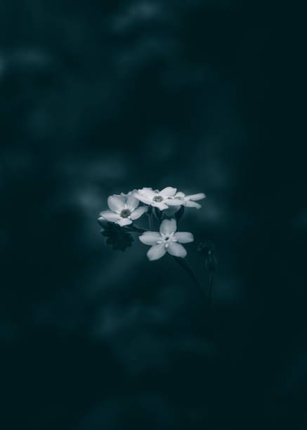 istock Vertical shot of white blossoms glowing in a dark blurry background 2167159476