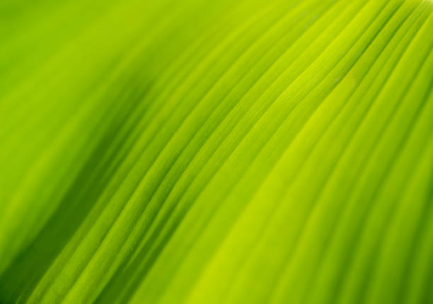 Macro of bright green leaf blade with textured lines, background, wallpaper