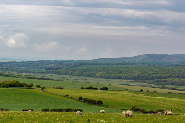 istock Rolling green hills with grazing sheep under a cloudy sky. 2167161325