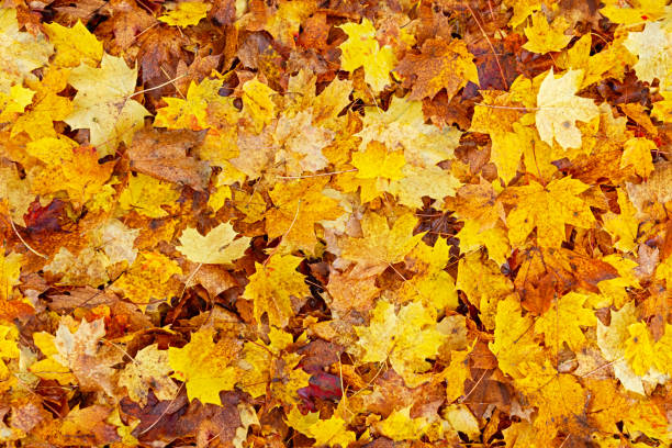 istock Seamless autumn leaves background 2167163615