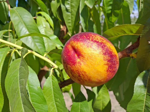 istock Ripe nectarine in the tree during the summer 2167163775