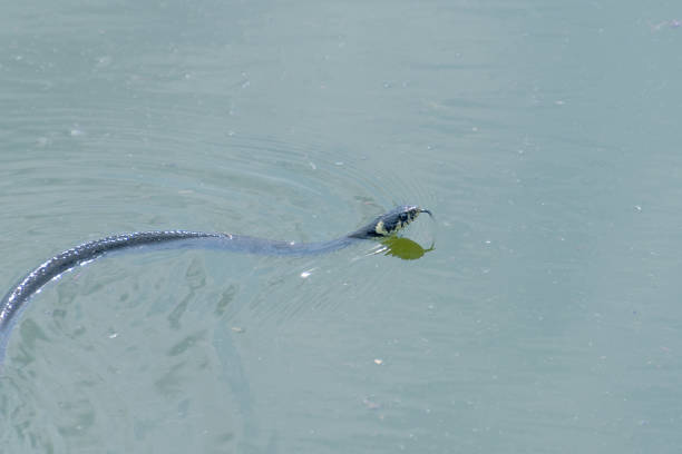 The grass snake (Natrix natrix) swims in the water. ringed snake, water snake.