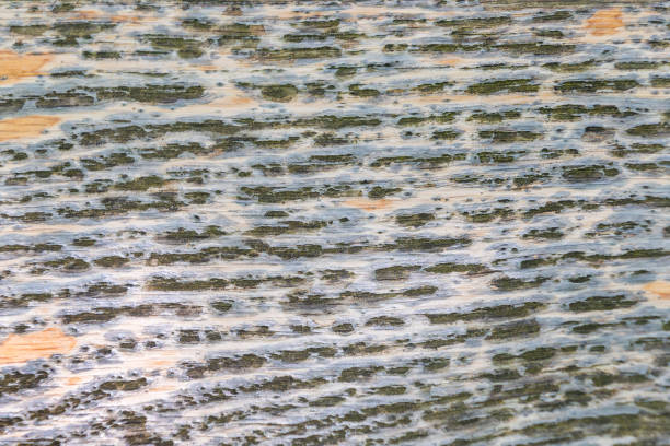 Textured wooden surface. Natural background. Treated wood texture.