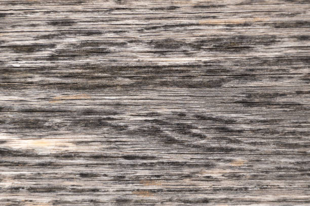 Textured wooden surface. Natural background. Treated wood texture.