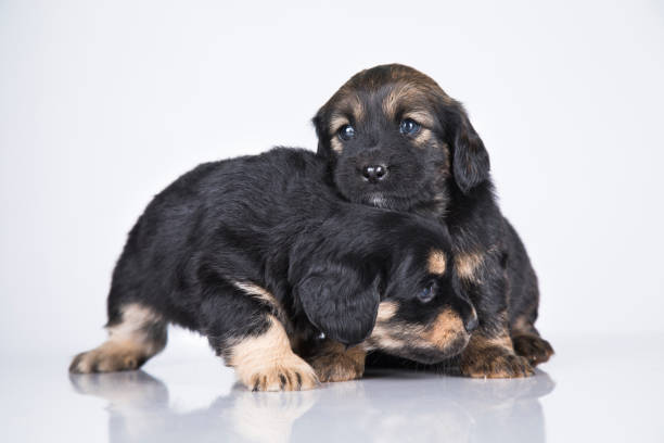 istock A beautiful little dog on a white background 2167166416
