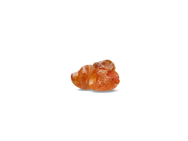 istock Senegalia senegal rhizome 2167166419