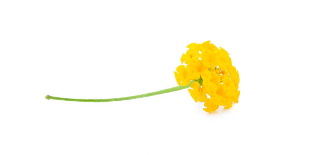 istock Latana camara flower close up on white background. 2167166910