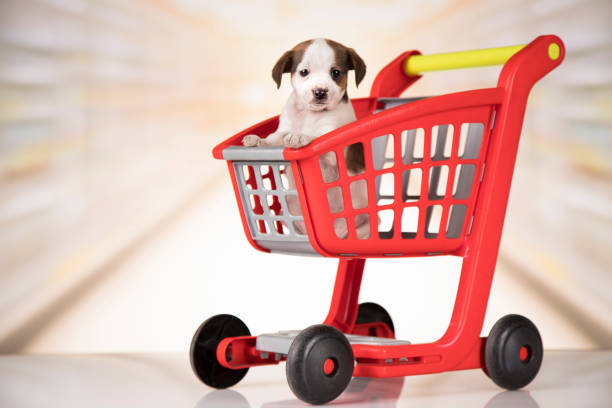 istock Dog in a shopping cart 2167167193