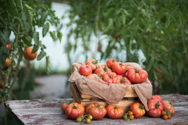 istock Vegetables, Tomatoes,  on desk in garden 2167168732