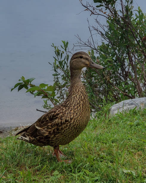 istock Female mallard duck standing on the grass 2167169031