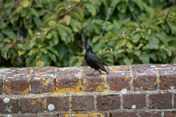 istock Single blackbird perched on a mossy brick wall with green foliage in the background. 2167169294