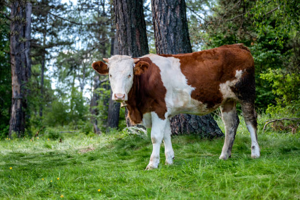 istock Simmental domestic cow grazing 2167169349