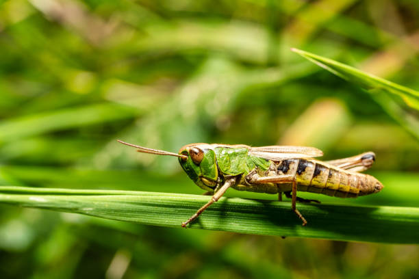 istock A view of a grasshopper on a blade of grass 2167169624