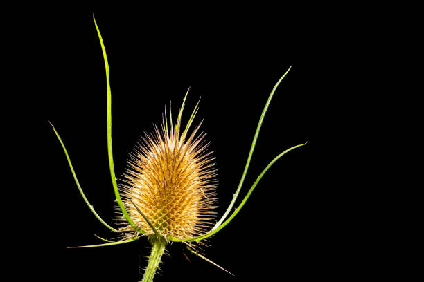 A view of the wild teasel, a thistle against a black background in the forest
