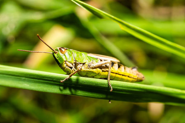 istock A view of a grasshopper on a blade of grass 2167169627