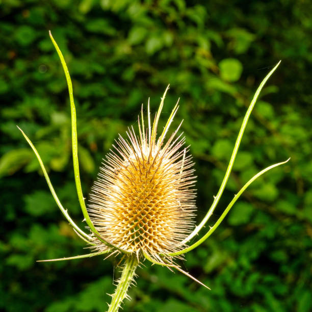 A view of the wild teasel, a thistle against a green background in the forest