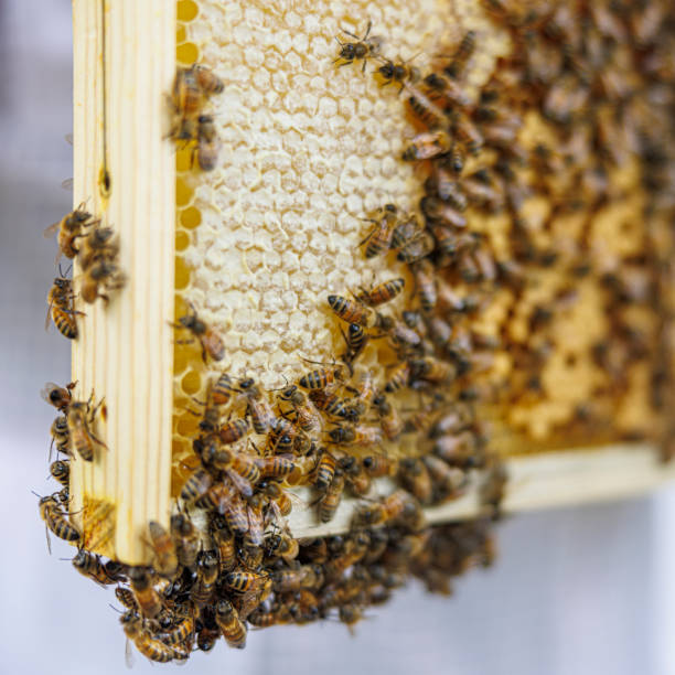 istock Bees navigate intricate honeycomb on wooden hive frame. 2167170824
