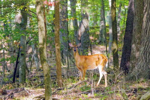 The white-tailed deer or Virginia deer (Odocoileus virginianus) Natural scene from  Wisconsin state forest.