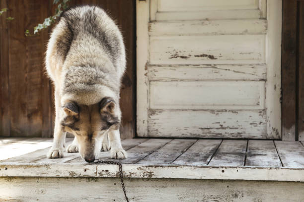 A close up shot of a beautiful, seven-year-old siberian husky, who smells a chipmunk under the porch.